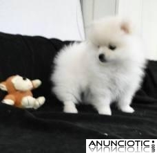 Encanto Pomerania cachorros disponibles