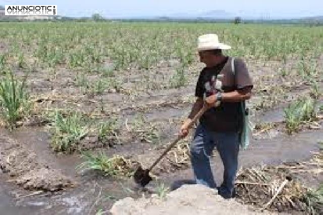 Se busca personal para trabajar en la campaña de la fresa y otras