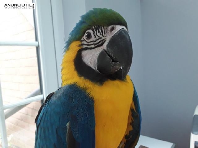 Hermosa mano criada azul y oro bebé guacamayo.