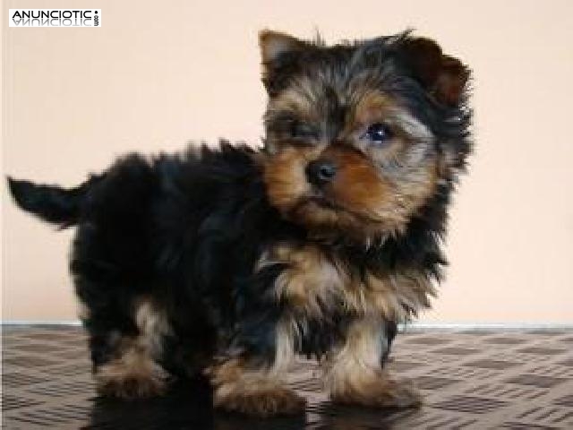 Regalo cachorros toy , de yorkshire terrier, 