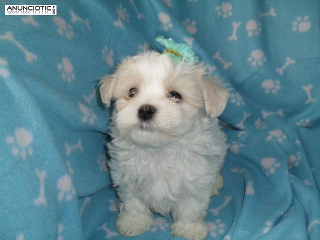 Cachorros Bichon Maltes para su adopcion