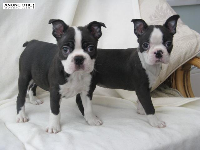 Preciosos cachorros de Boston Terrier en busca de nuevas viv