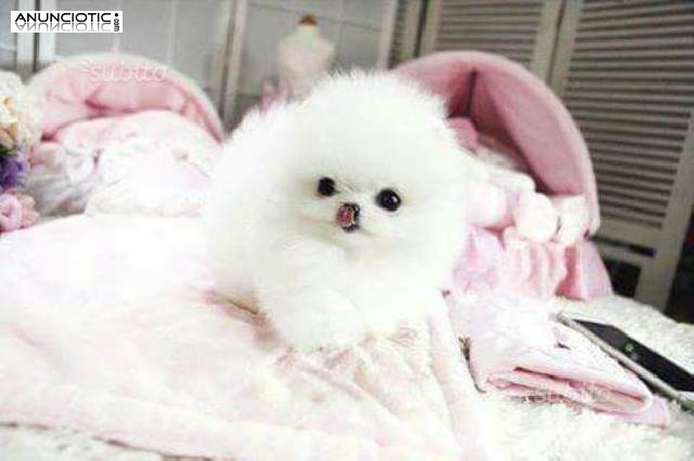 Oferta: PRECIOSOS CACHORROS DE POMERANIA COLOR BLANCO