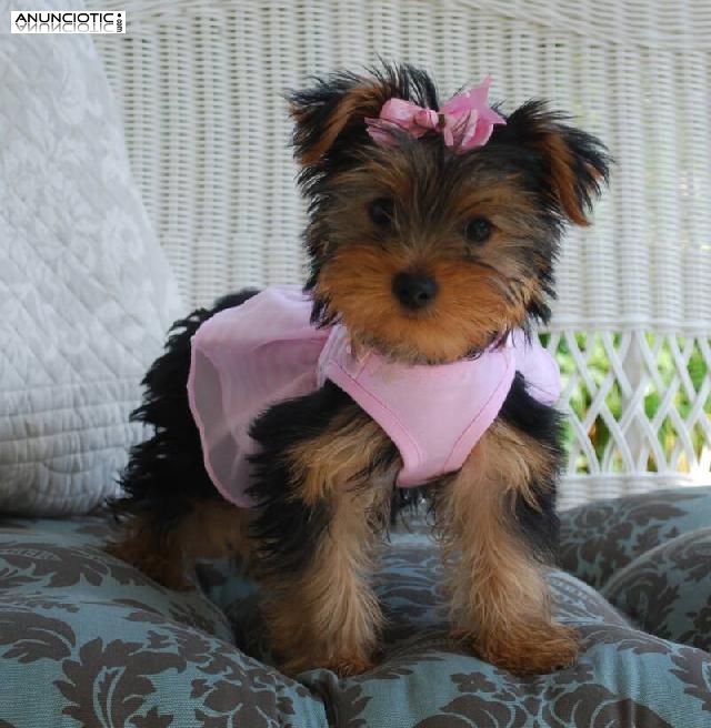 Regalo toy cachorros yorkshire terrier yorkie