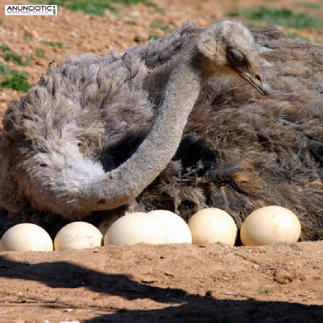 Loros, avestruz, pollitos y huevos fértiles para l