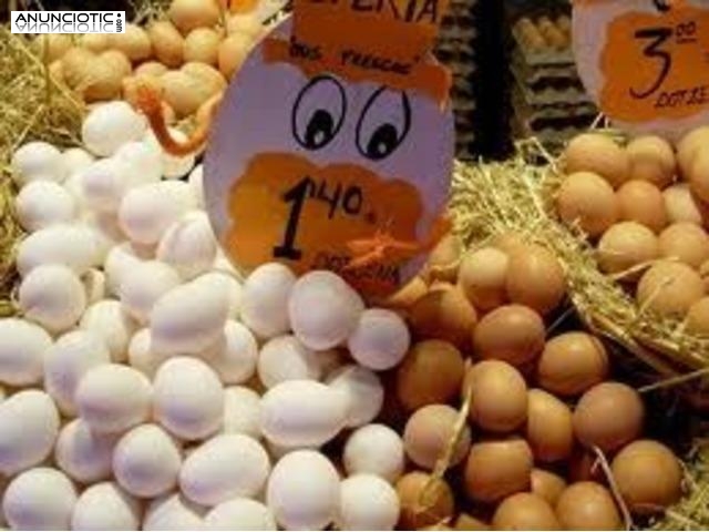 Loros, avestruz, pollitos y huevos fértiles para l