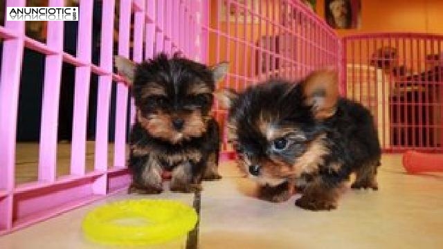 ¡Magníficos cachorros de Yorkie disponibles! Para adopcion