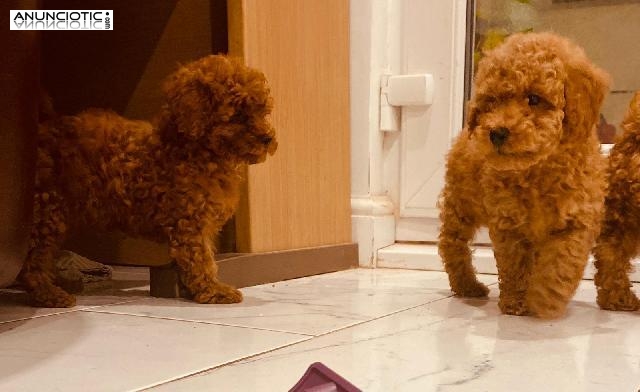 male and female toy poodle puppies