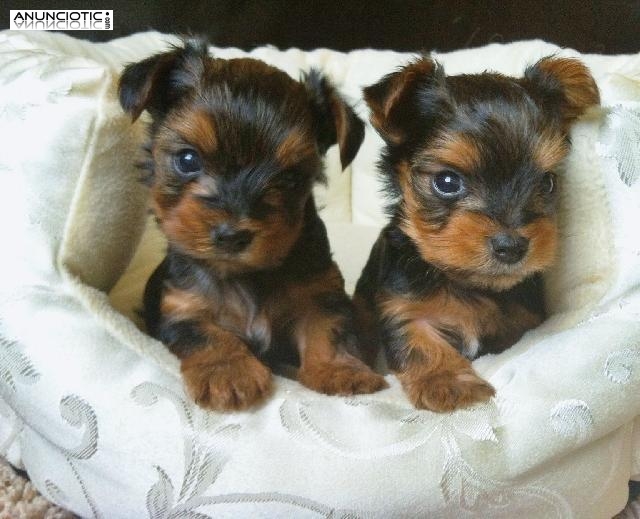 Cachorros yorkie super lindo macho y hembra.