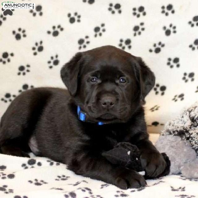 Cachorros Labrador Retriever