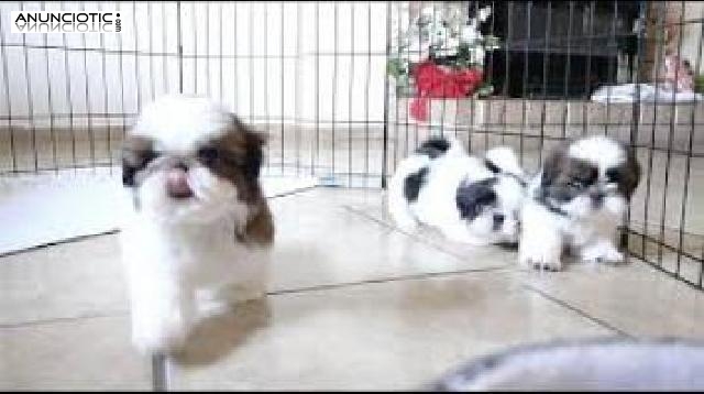 Regalo Cachorros Shih Tzu Macho y Hembra Para Su Adopción