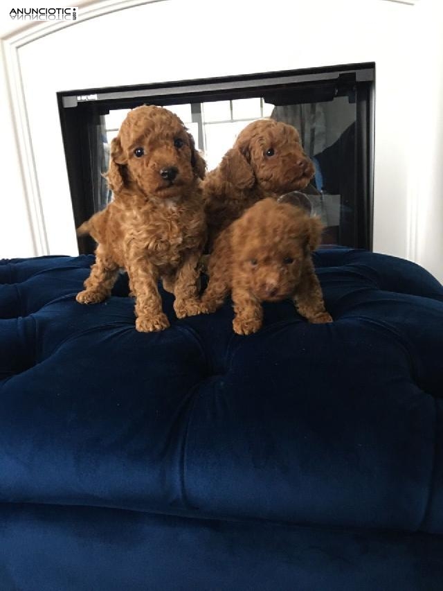 Cachorros De Toy Poodle