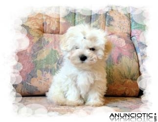 Cachorrito de Bichón Maltés disponible 