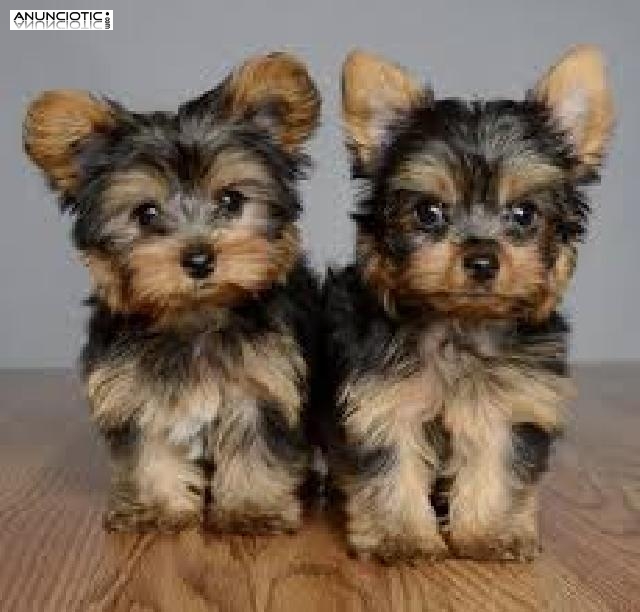 Cachorros yorkie super lindo macho y hembra<<