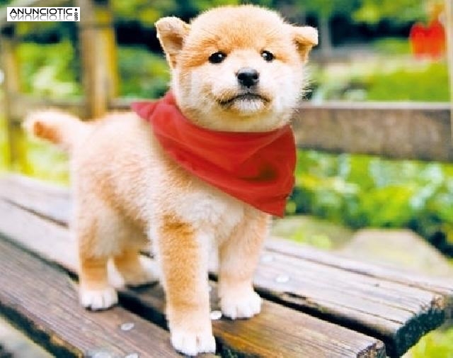 Shiba inu cachorros