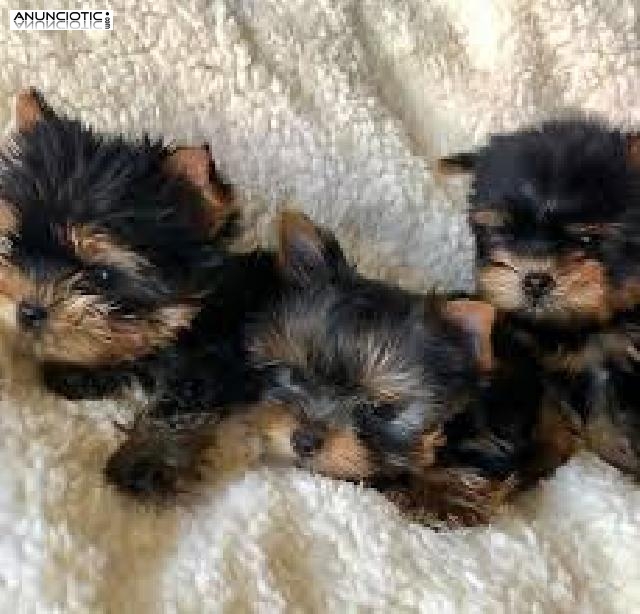 # Cachorros yorkie super lindo macho y hembra