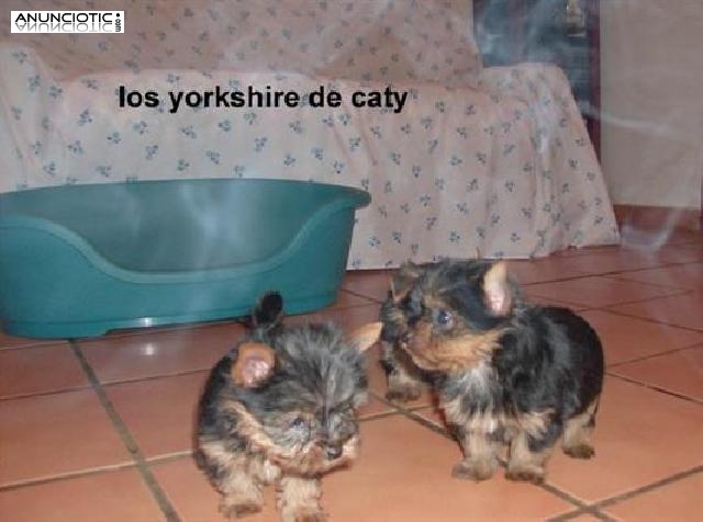  Los yorkshire de caty en tarragona el tamaño ideal