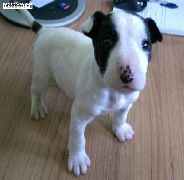 Bull terrier macho y hembra  precioso