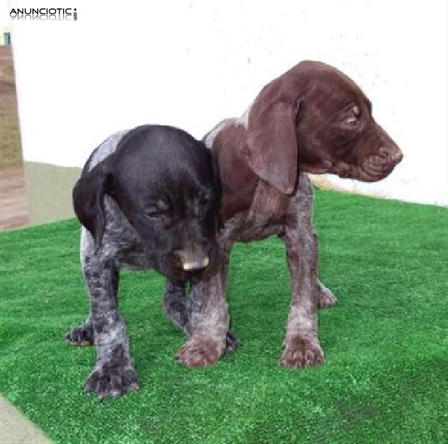  Cachorros braco alemán