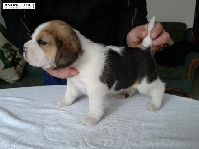  Cachorros beagle