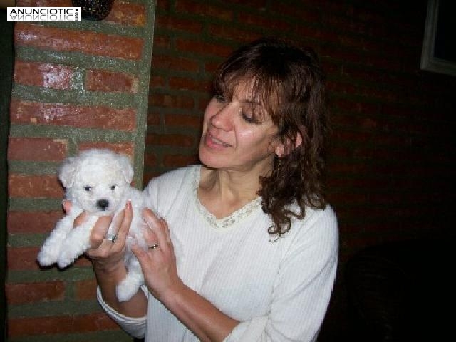  Bichon frise cachorros