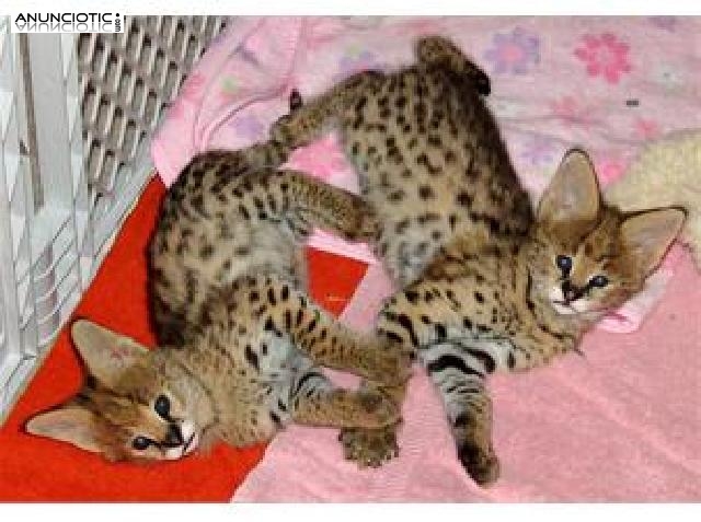 Gorgeous Serval y Savannah gatitos para la venta