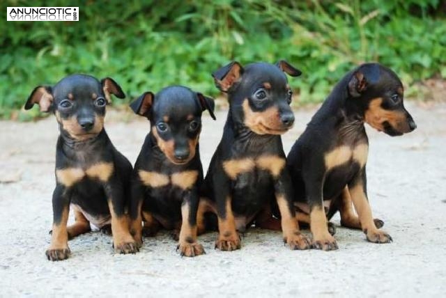 Pinscher Miniatura cachorros negro y fuego