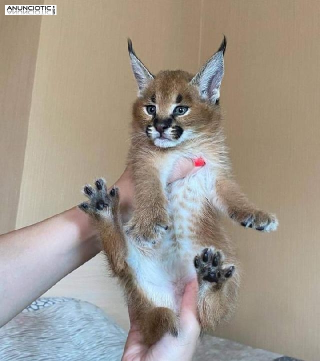 gatitos serval, sabana, caracal y ocelote disponibles