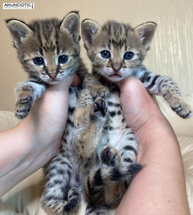 gatitos serval, sabana, caracal y ocelote disponibles