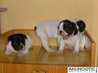 *tenemos bulldog francés cachorros para su aprobación