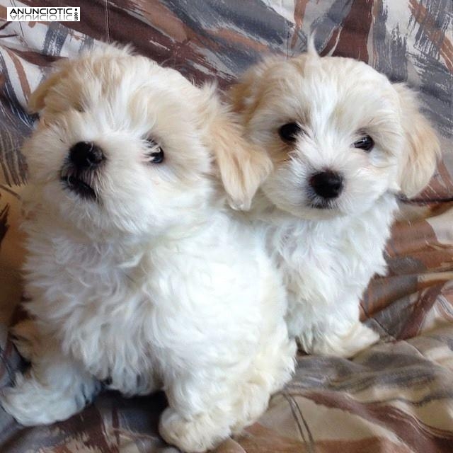 REGALO BICHON MALTES PRECIOSOS CACHORROS