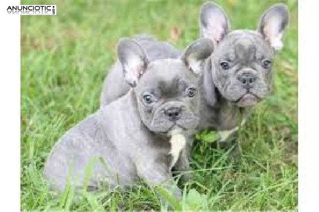 Cachorros Bulldog Francés Disponibles,.