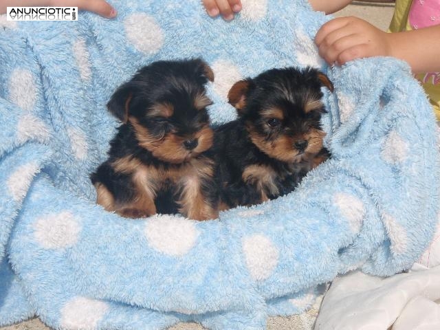 Taza de té yorkie cachorros disponibles Yorkie Princess. 