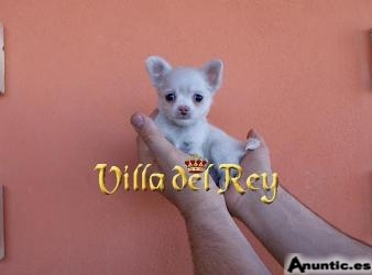 Nuevo macho Chihuahua Blanco