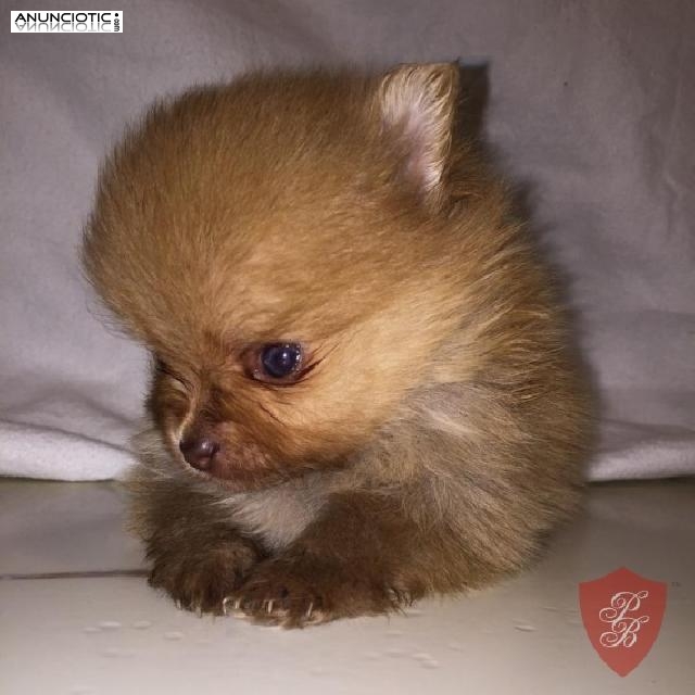  REGALO LULU DE POMERANIA CACHORROS DE RAZA Y CALIDAD