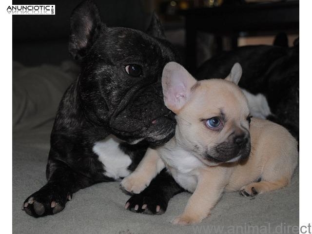 Bulldog Francés cachorros disponibles para adopción.,