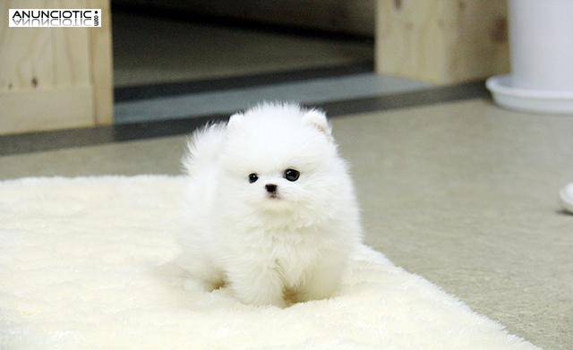 Pomeranian sanos cachorros listos aquí