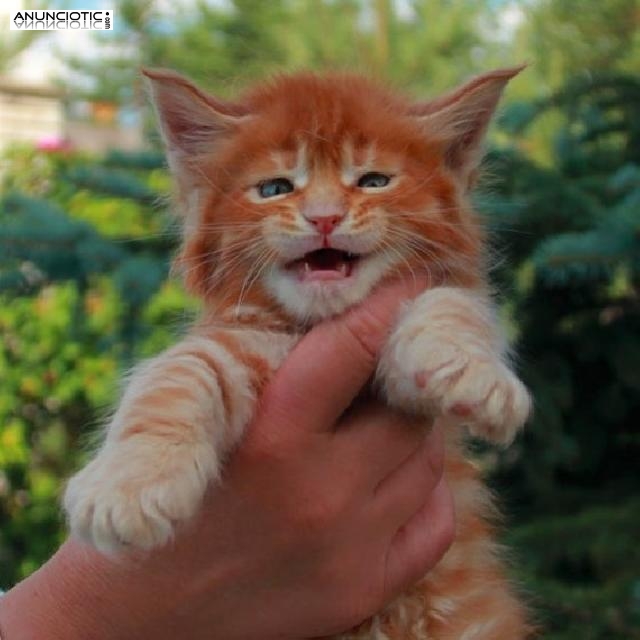 Gatito ragdoll joven