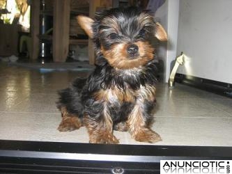 REGALO CACHORROS TOY , DE YORKSHIRE TERRIER.