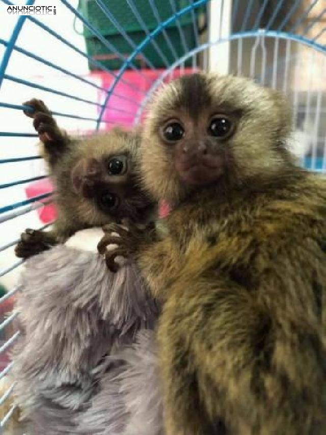 Primates a la venta a familias cariñosas y cariñosas.