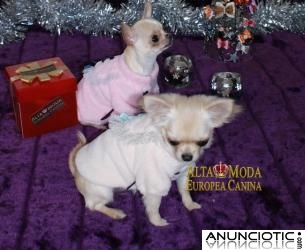 Jerseys para Perros, ropa perros