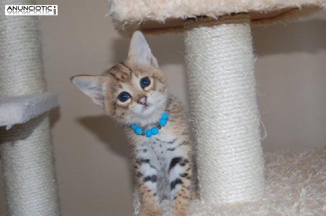 Exóticas adorables y lindos serval y gatitos sabana