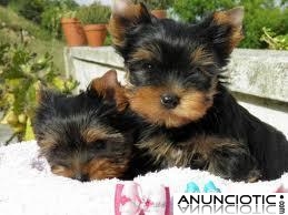 Yorkshire Terrier