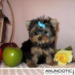 REGALO CACHORROS TOY , DE YORKSHIRE TERRIER, PEDIGREE MACHO Y HEMBRA