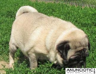 cachorros pug para su aprobación