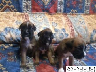 se venden cachorros boxers