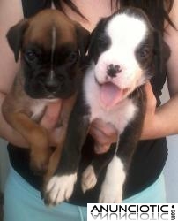 se venden cachorros boxers