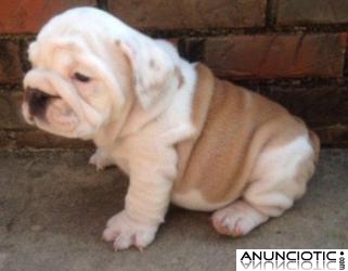 Dos hermosos cachorros bulldog Inglés (richard.breman @ gmail.com)