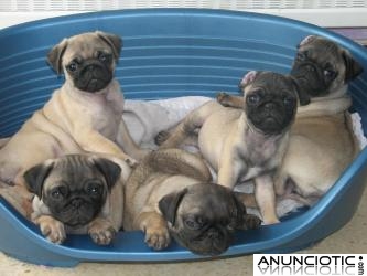 cachorros pug de navidad para la venta 12 semanas de edad