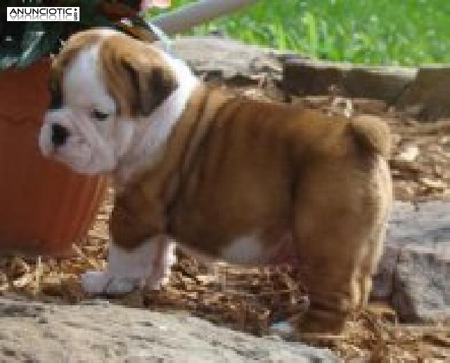 Cachorros de bulldog inglés